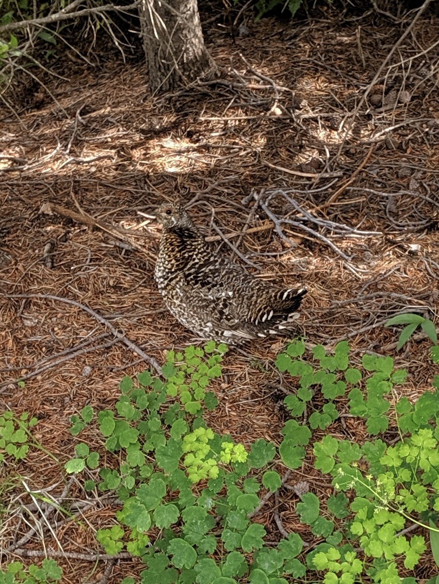 Spruce Grouse (Franklin's) - ML611331993