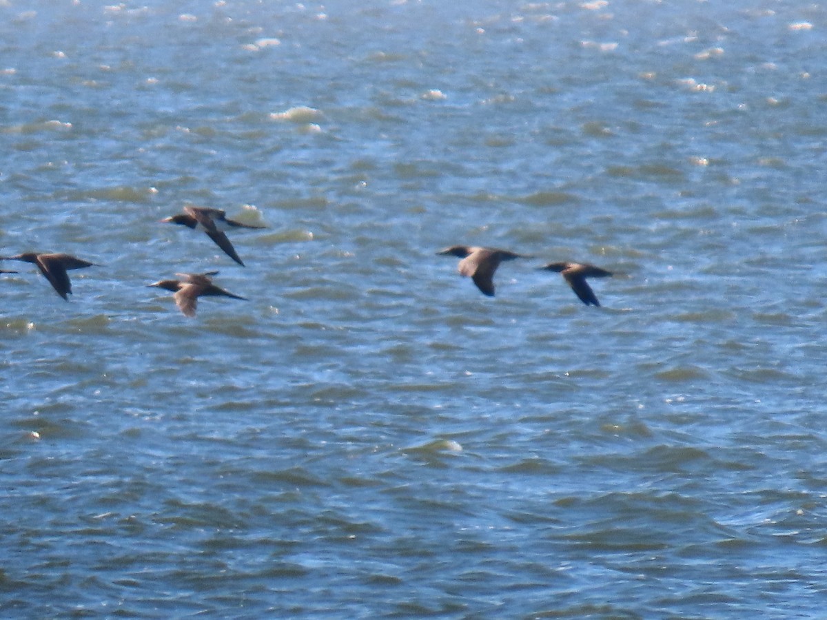 Brown Booby - ML611332009