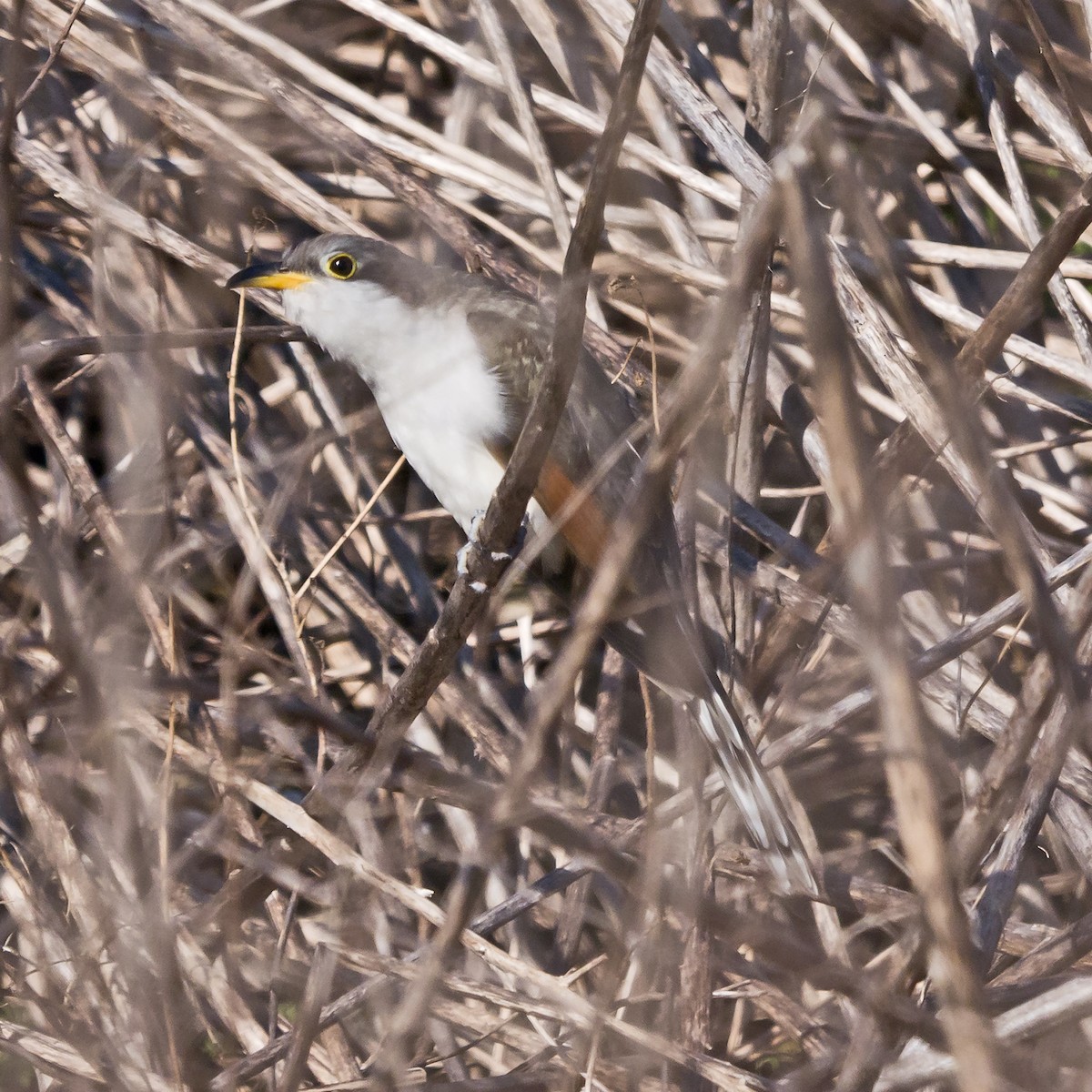 Yellow-billed Cuckoo - ML611332103