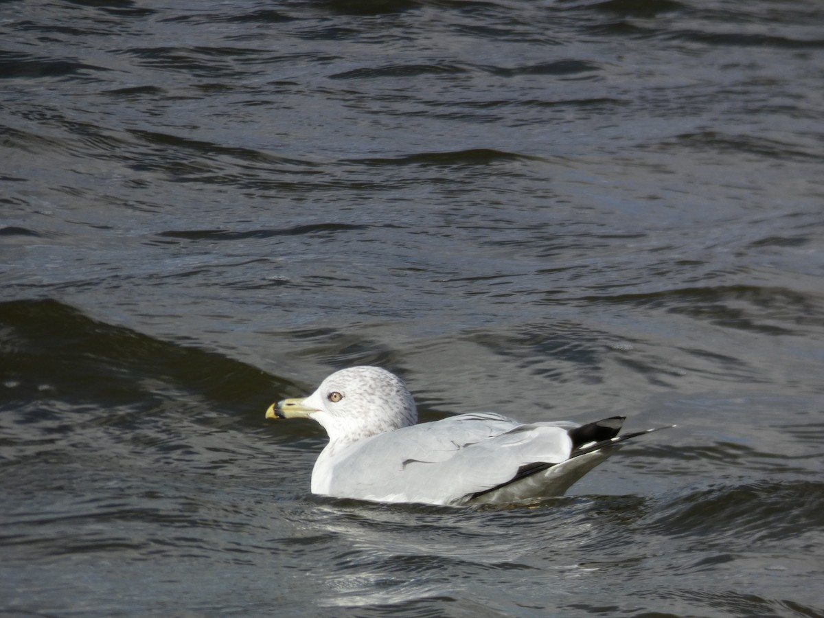 Ring-billed Gull - ML611332158