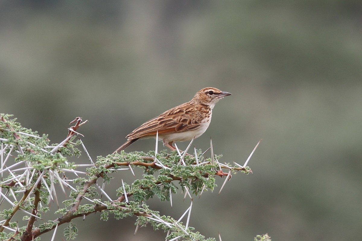 Fawn-colored Lark (Foxy) - ML611332321