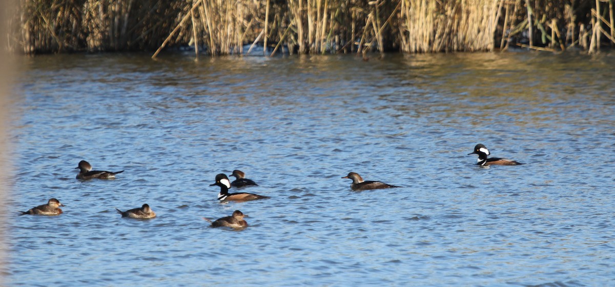 Hooded Merganser - ML611332348