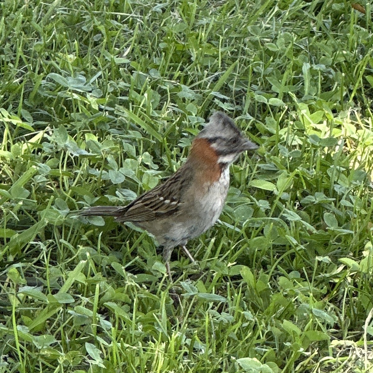 Rufous-collared Sparrow - ML611332350