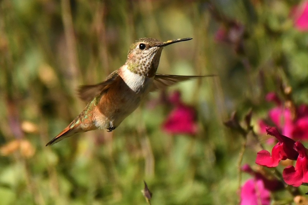 Rufous Hummingbird - Tony Battiste