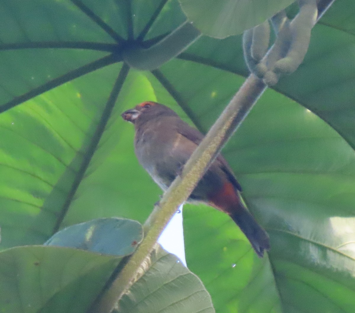 Greater Antillean Bullfinch - ML611332469