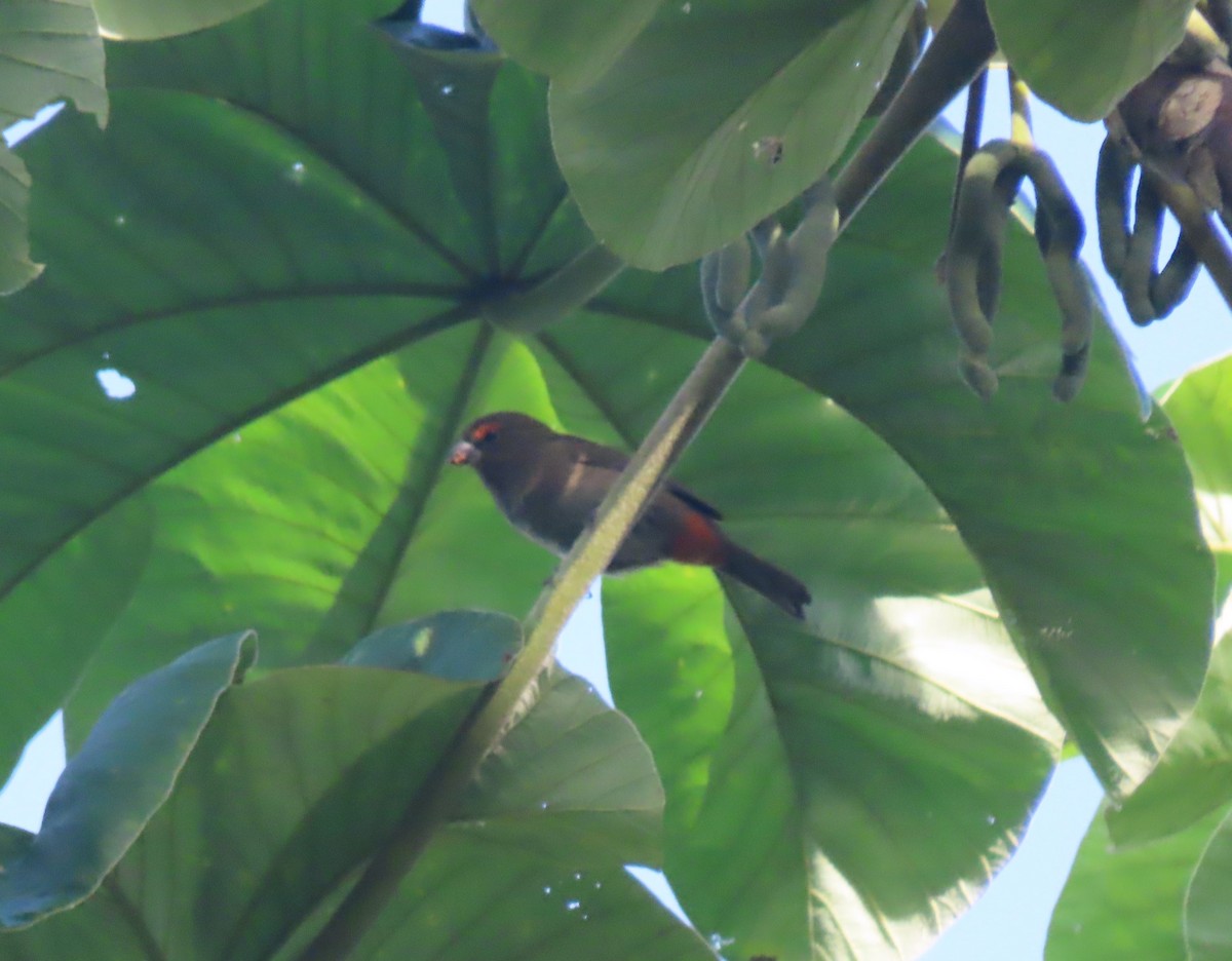 Greater Antillean Bullfinch - ML611332470