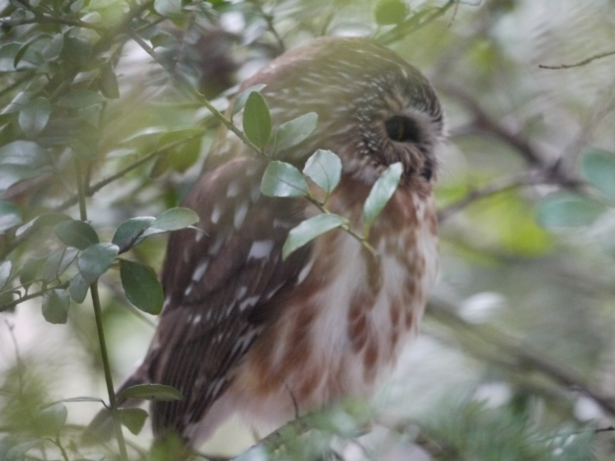 Northern Saw-whet Owl - ML611332588