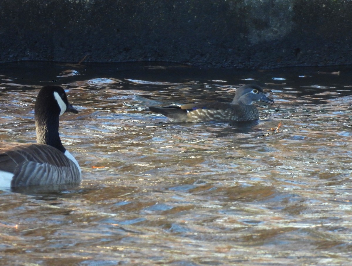 Wood Duck - ML611332616