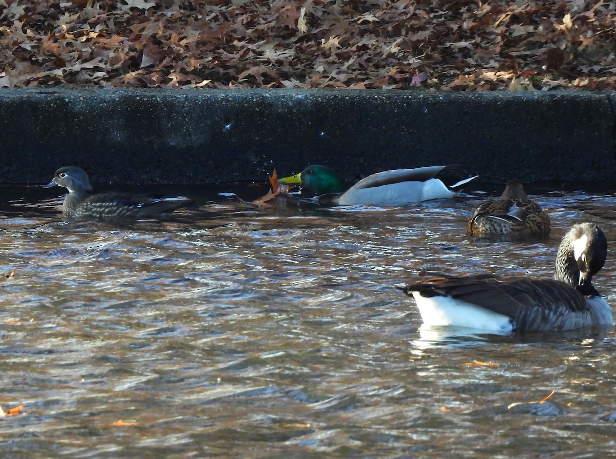 Wood Duck - ML611332617