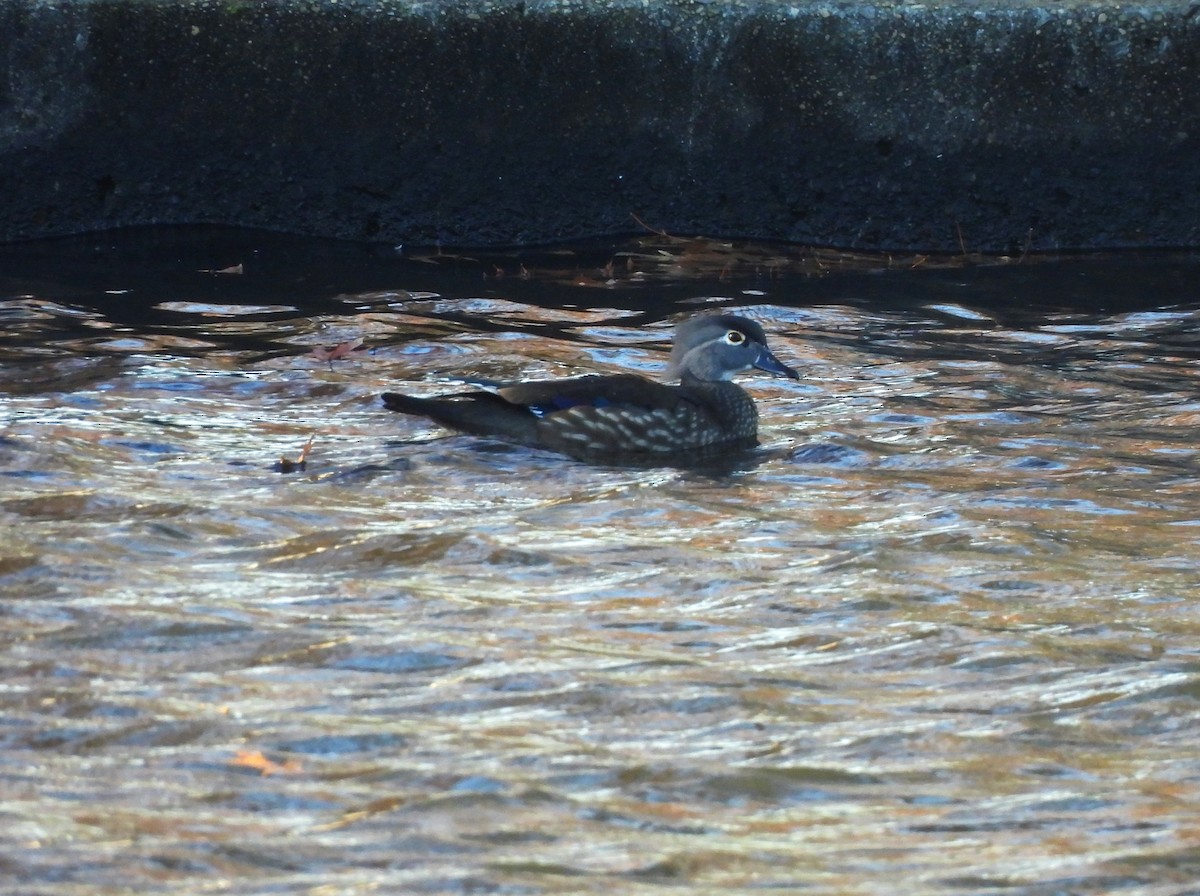 Wood Duck - ML611332618