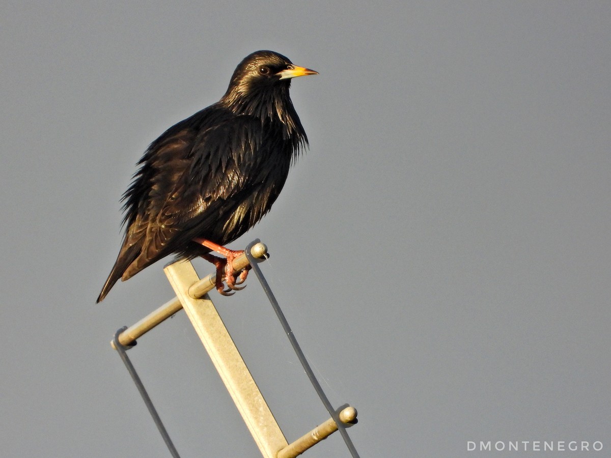 Spotless Starling - Diego Montenegro