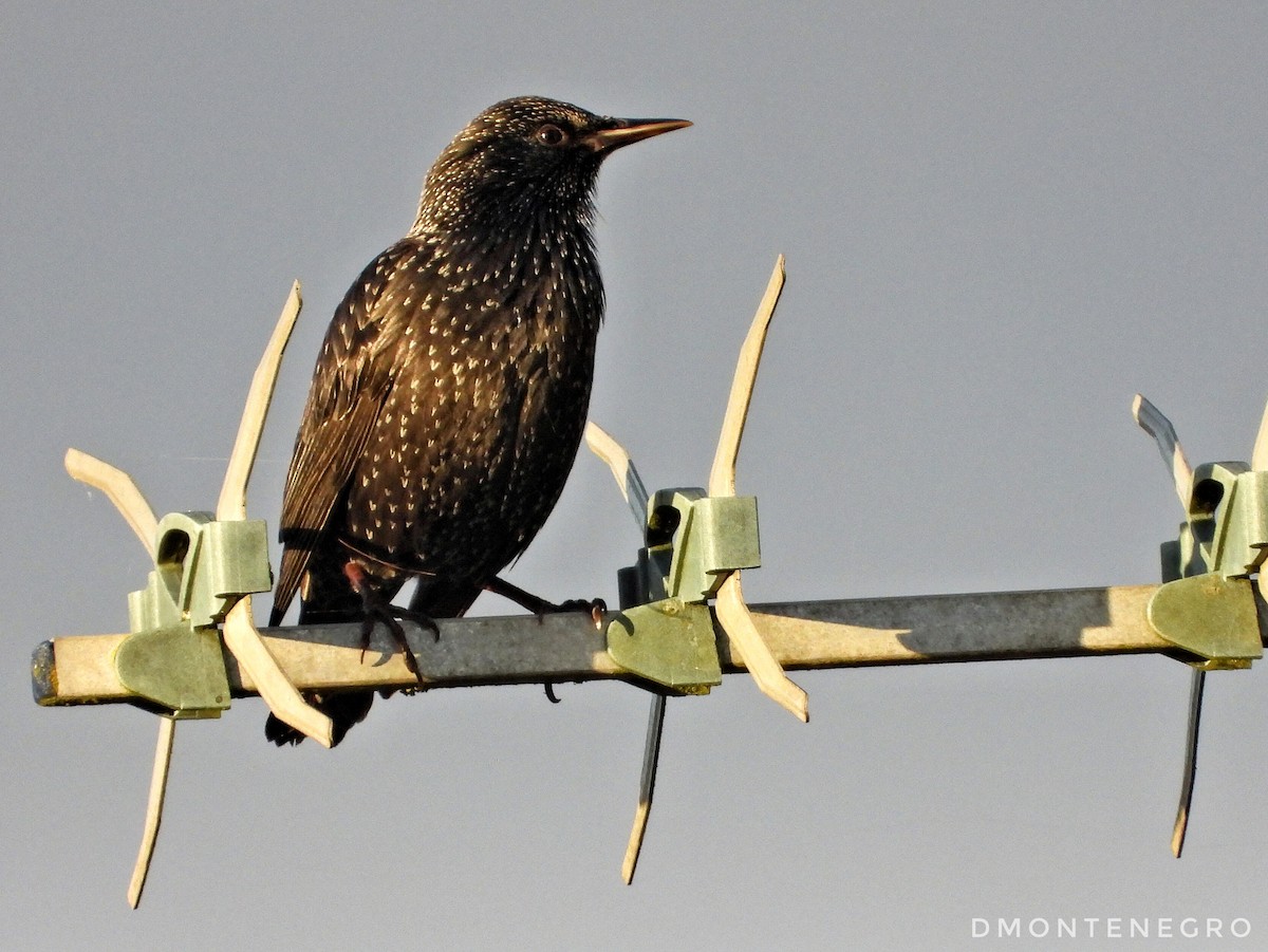 Spotless Starling - Diego Montenegro