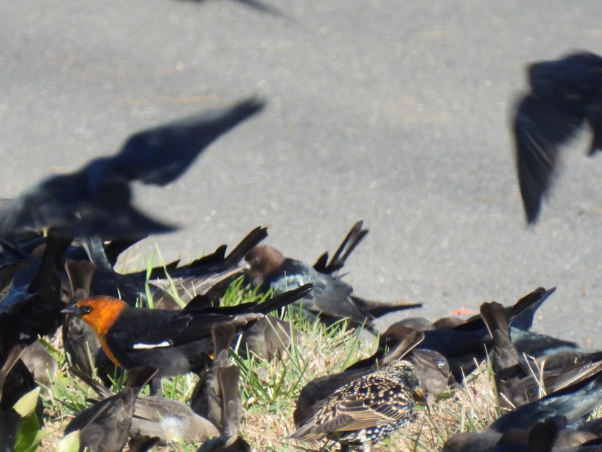 Yellow-headed Blackbird - ML611332672