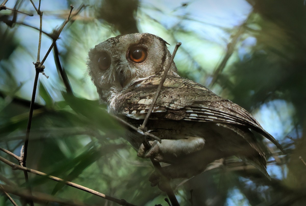 Indian Scops-Owl - Albin Jacob