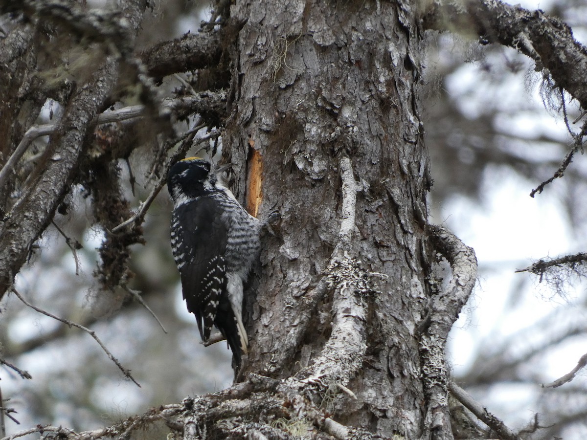 American Three-toed Woodpecker - ML611332778