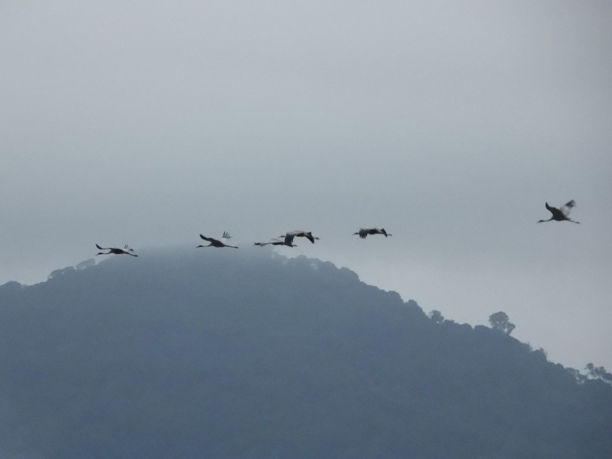 Sarus Crane - ML611332851