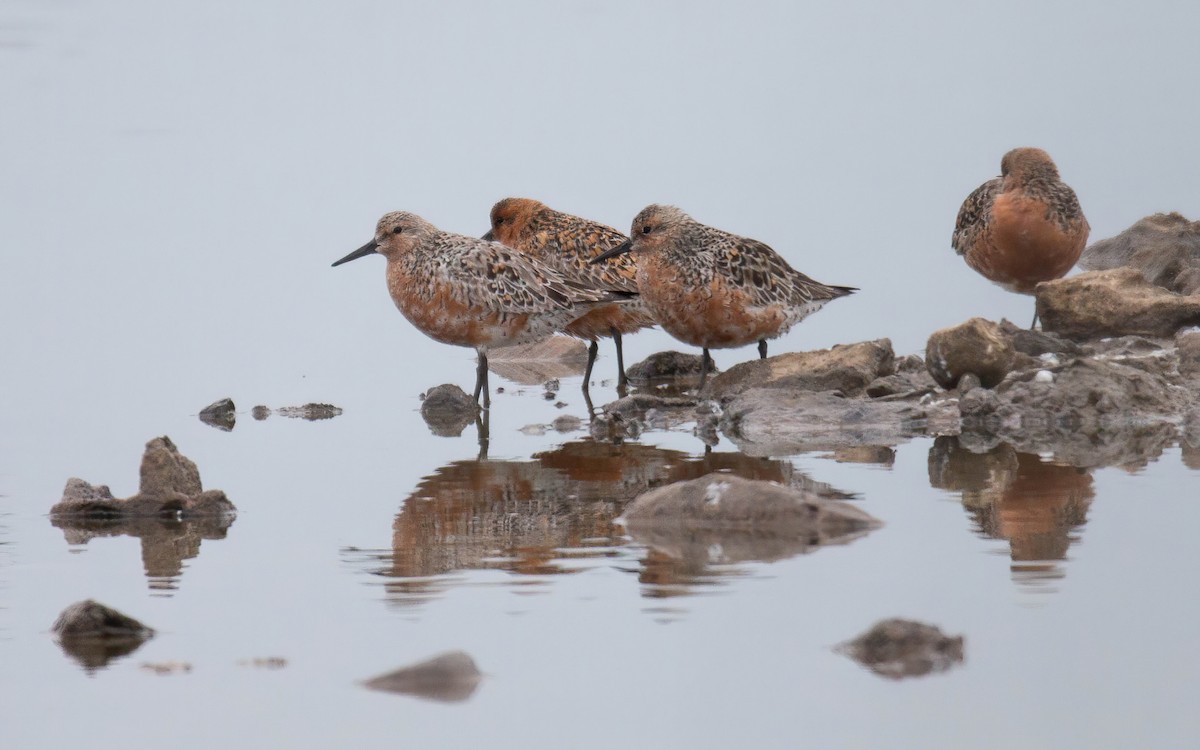 Red Knot - ML611332857