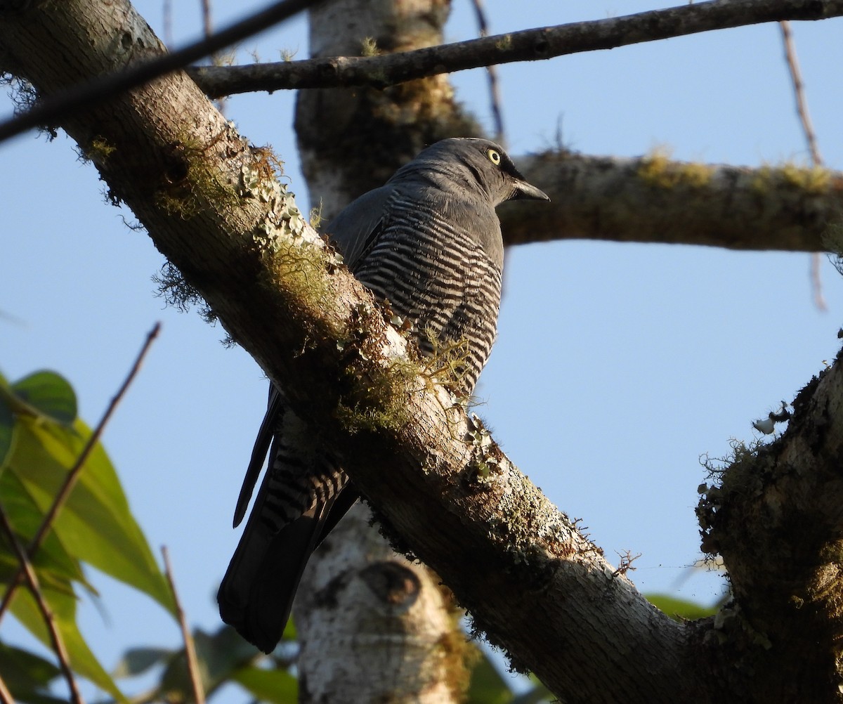 Barred Cuckooshrike - ML611332870