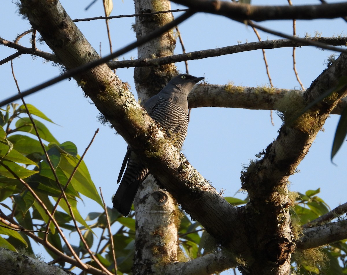 Barred Cuckooshrike - Gary Graves