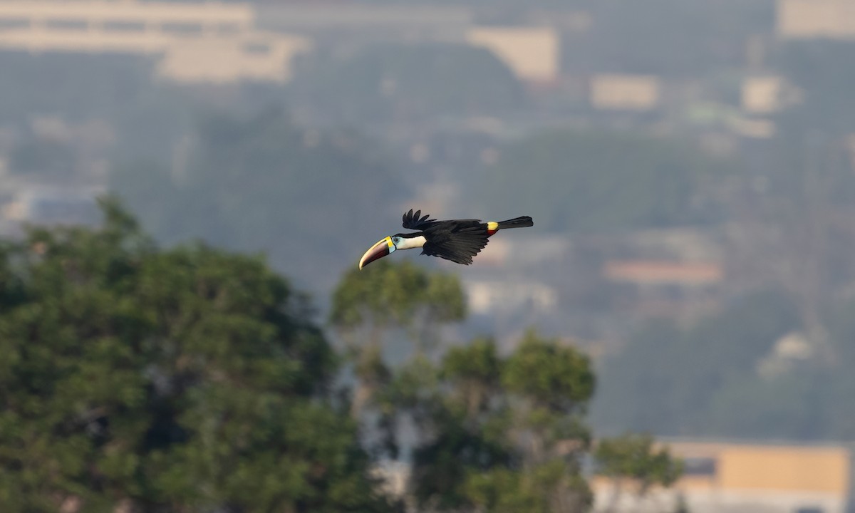 White-throated Toucan (Red-billed) - ML611332878