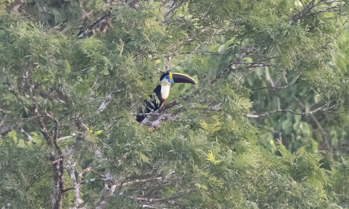 Tucán Pechiblanco (tucanus) - ML611332888