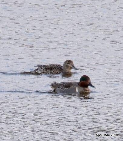 Green-winged Teal - April MacLeod