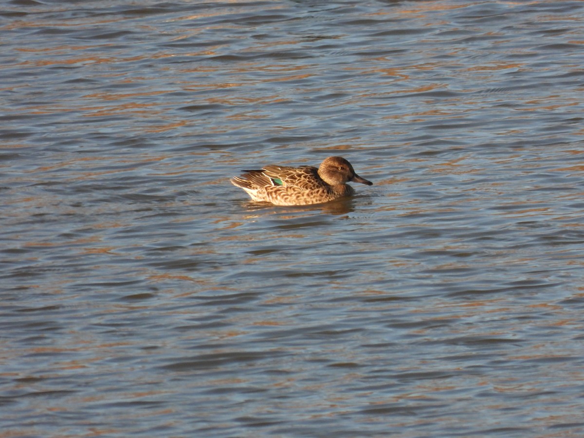 Green-winged Teal - ML611332941