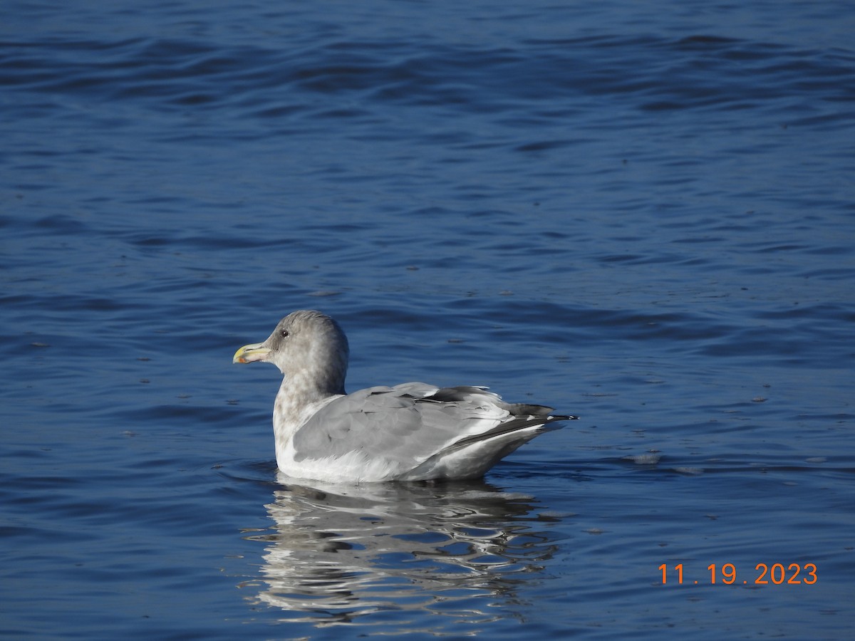 Gaviota/Gavión sp. - ML611332982