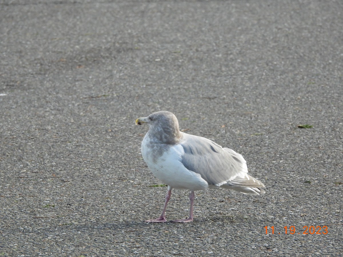 gull sp. - ML611332985