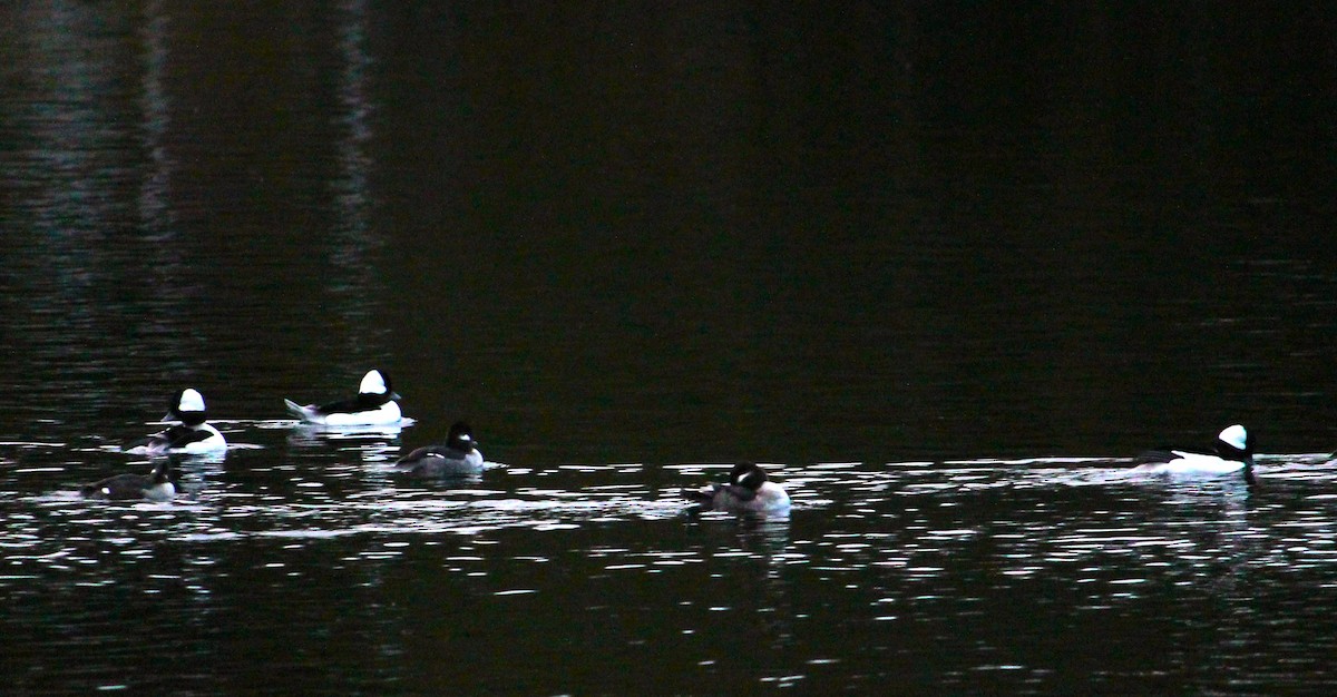 Bufflehead - ML611333083