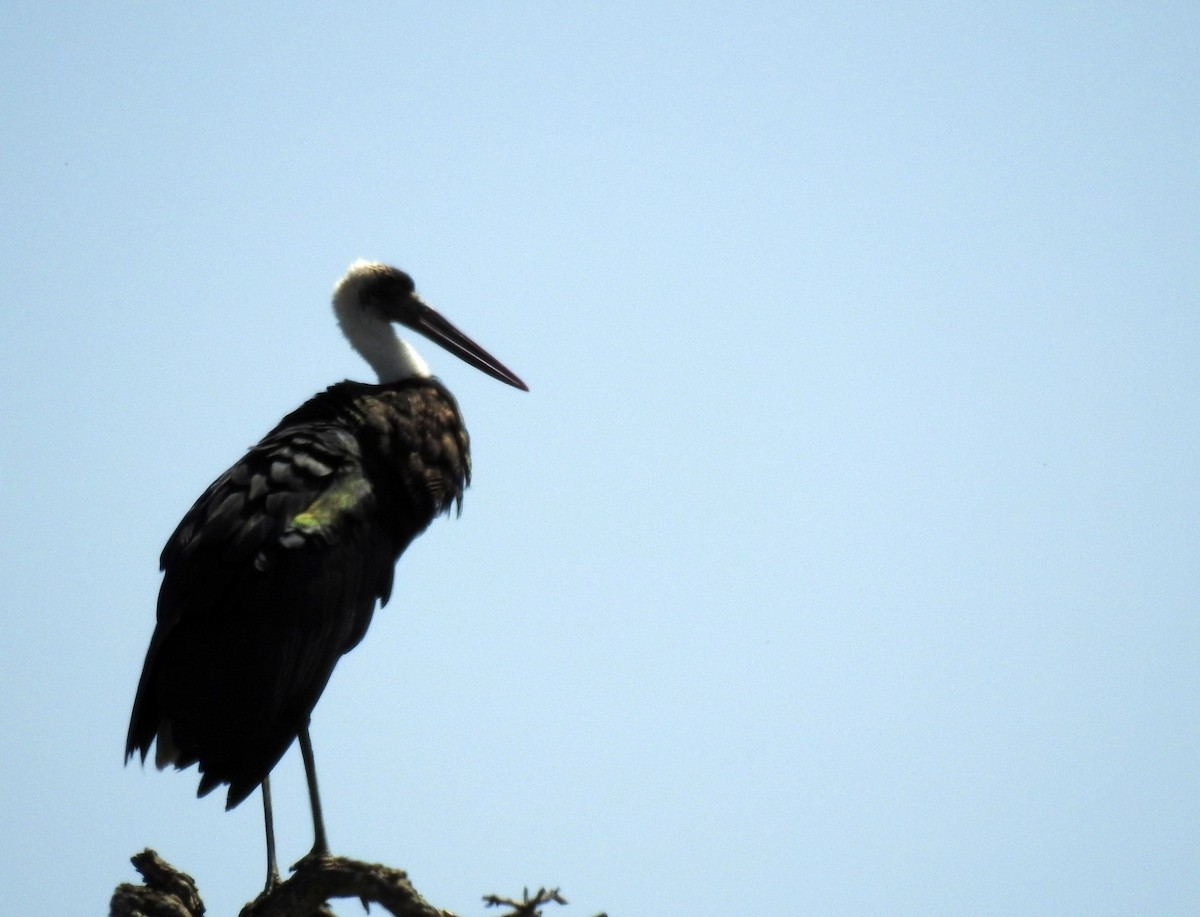 African Woolly-necked Stork - ML611333102