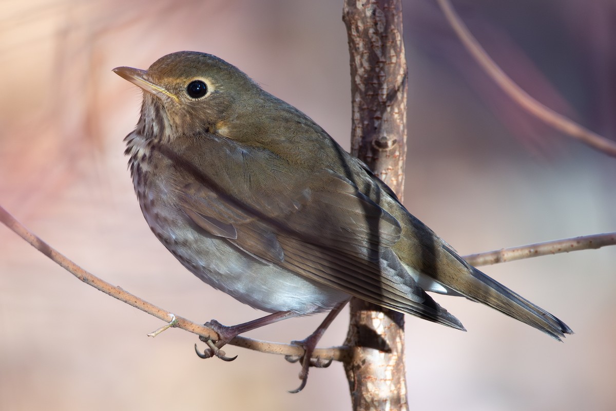 Hermit Thrush - ML611333107