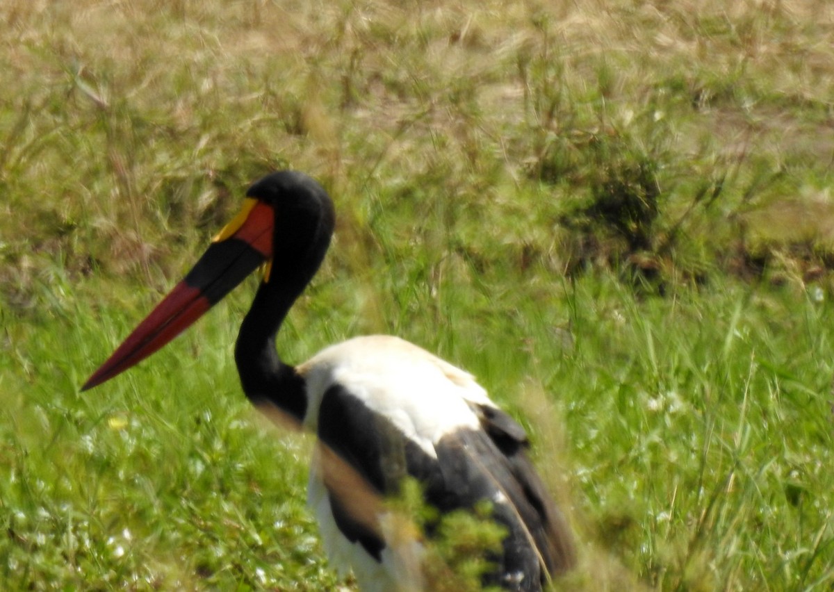 Saddle-billed Stork - jennifer dickinson