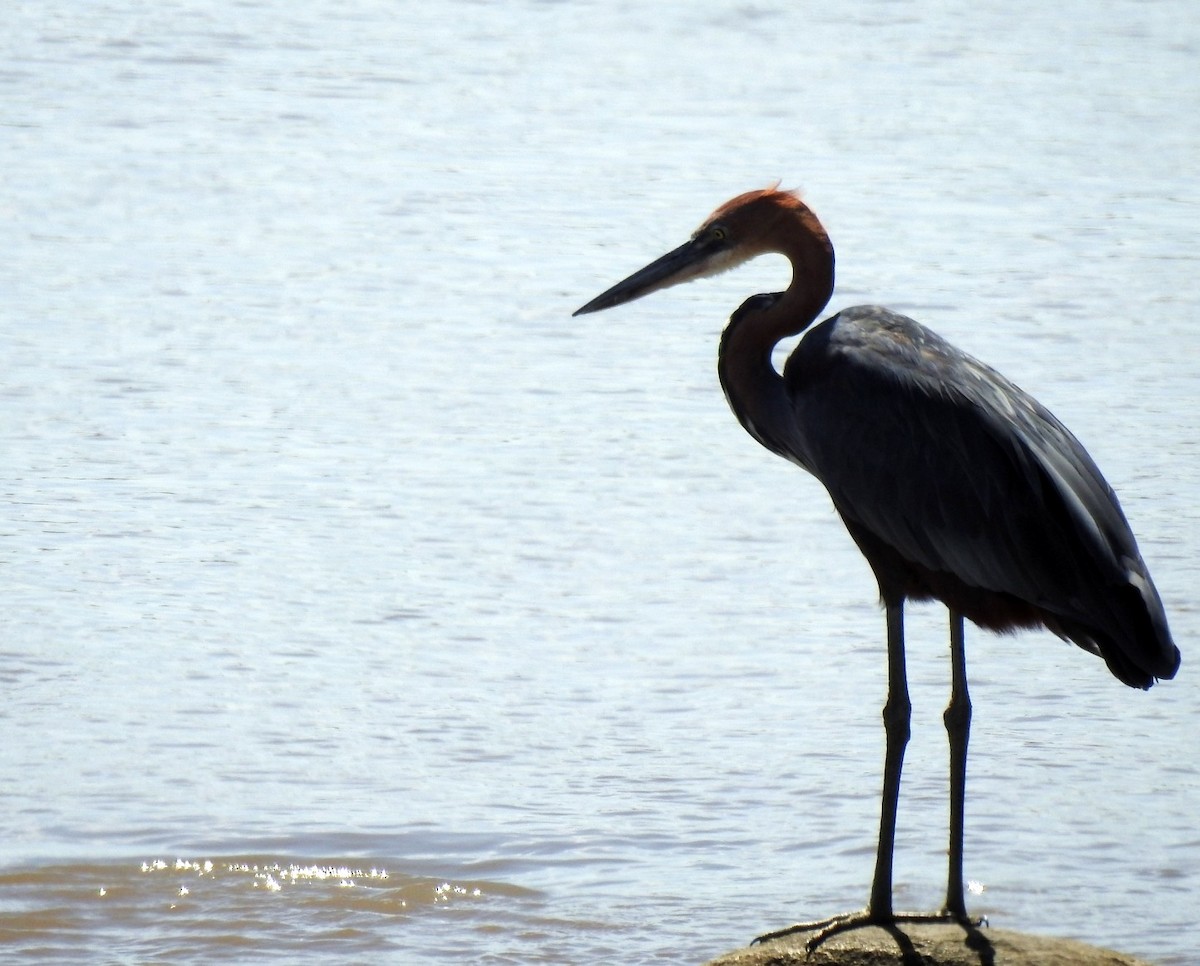 Goliath Heron - ML611333126