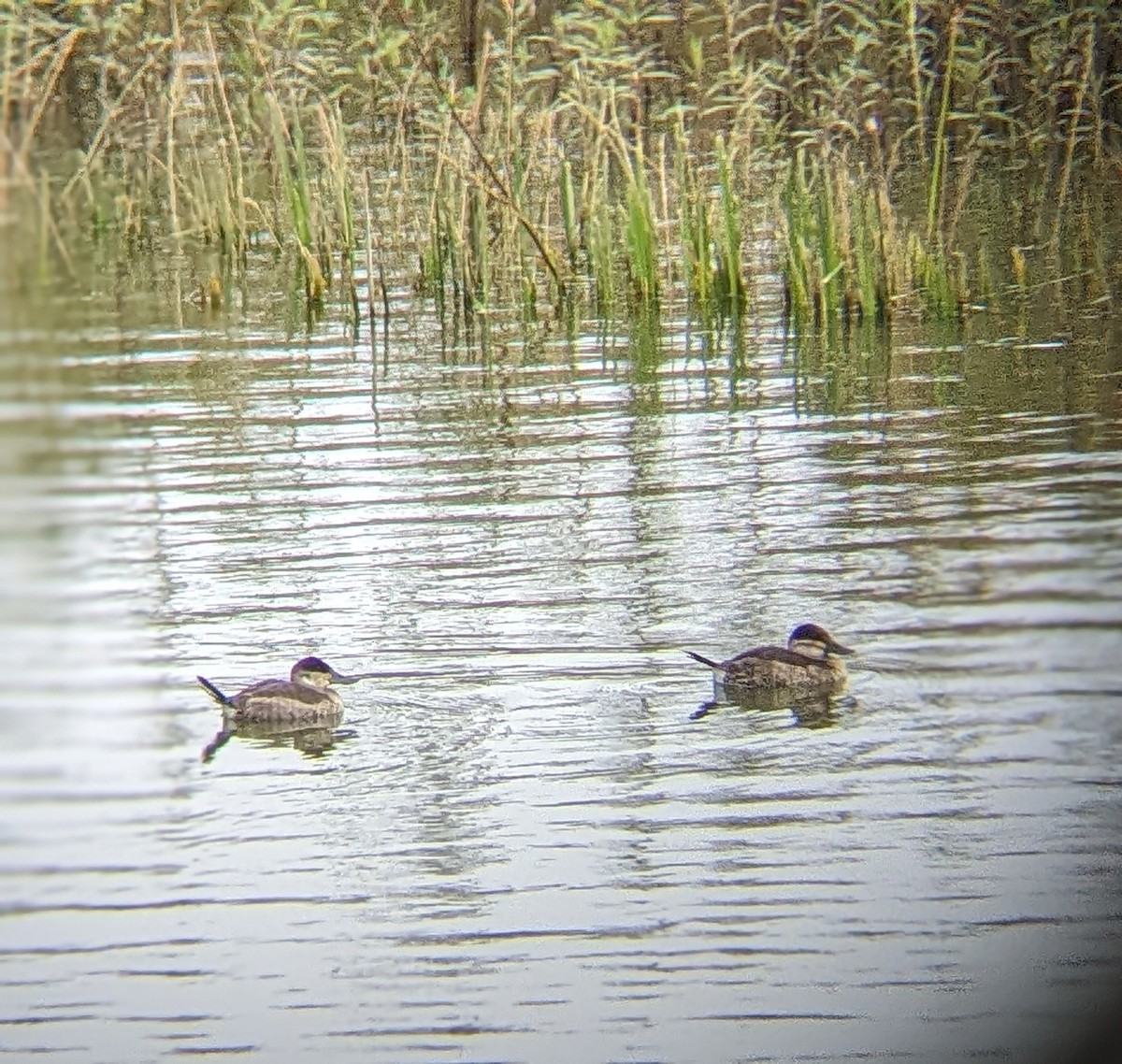 Ruddy Duck - Jose Leon Merino