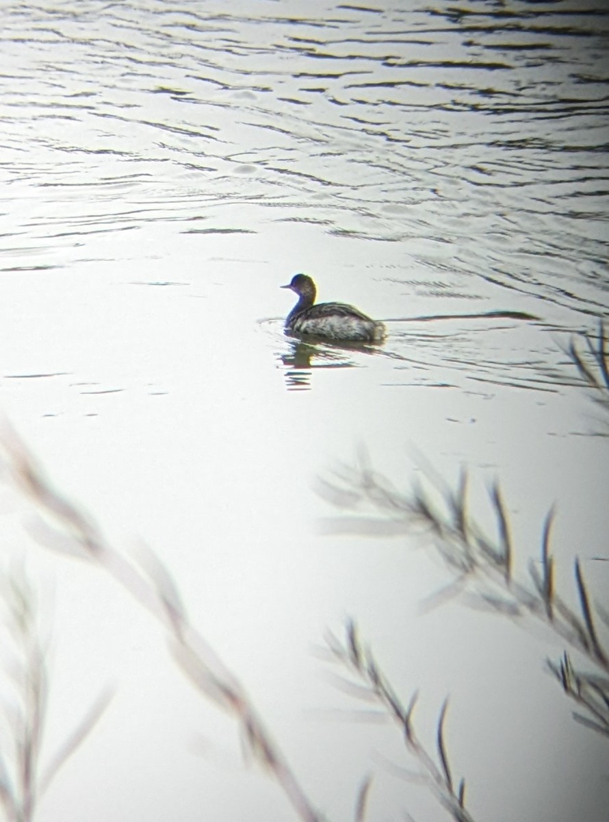 Eared Grebe - ML611333170
