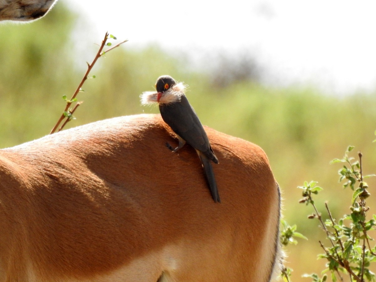 Red-billed Oxpecker - ML611333172