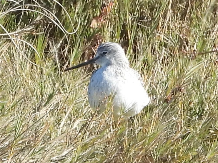 Greater Yellowlegs - Dan Greaney