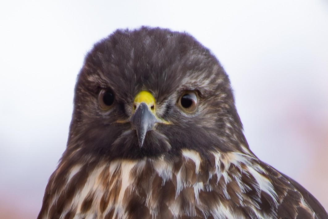 Red-tailed Hawk - ML611333179