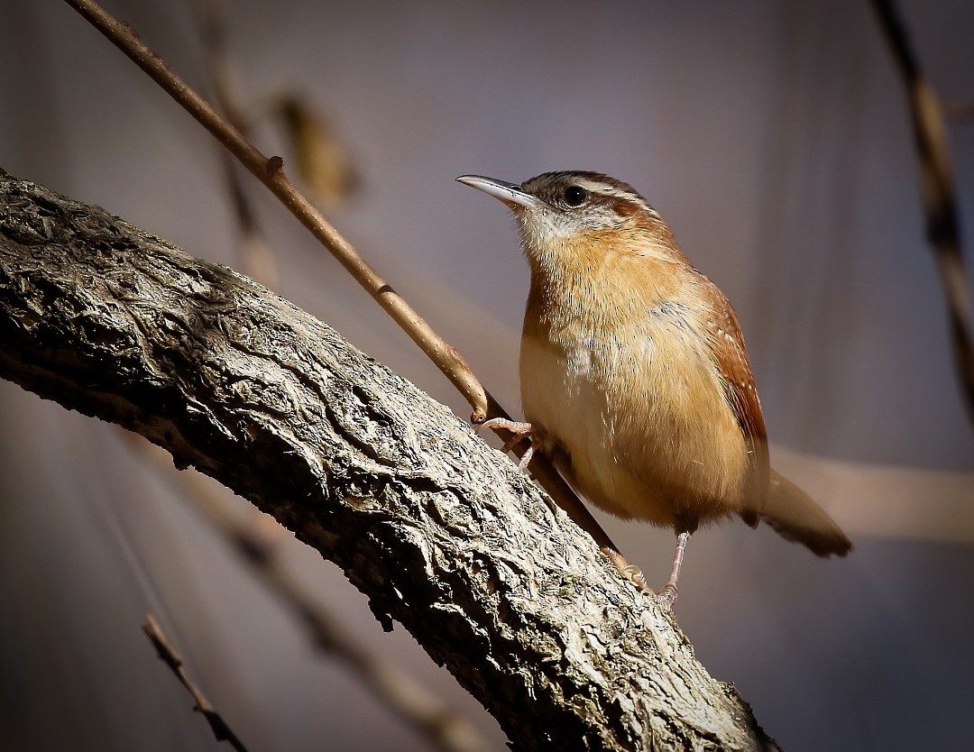 Carolina Wren - ML611333187