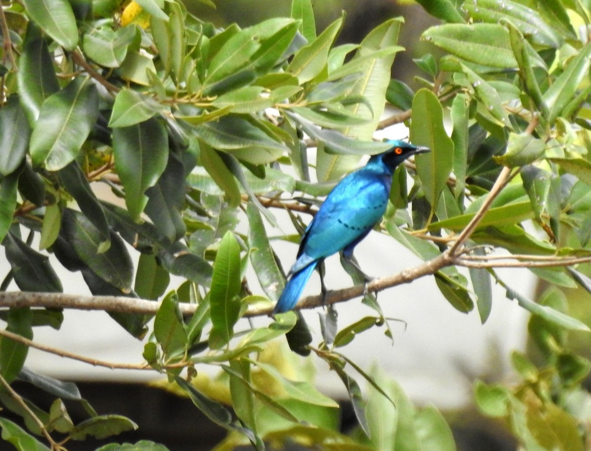 Greater Blue-eared Starling - ML611333188