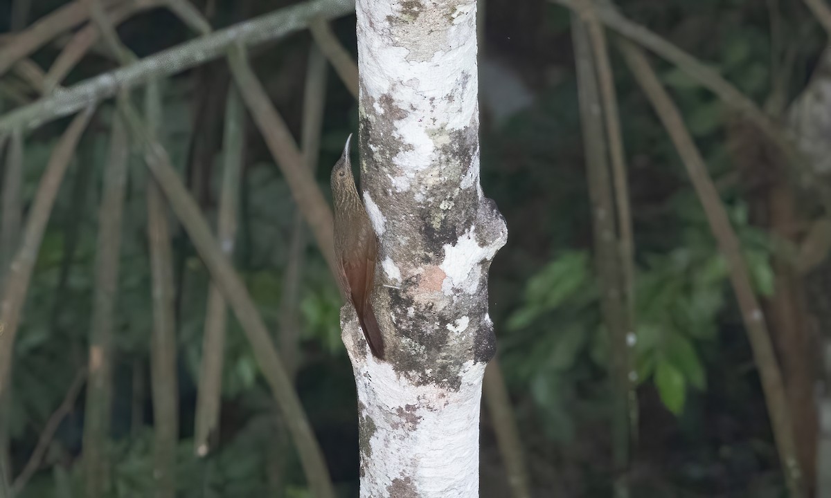 Guianan Woodcreeper - Paul Fenwick