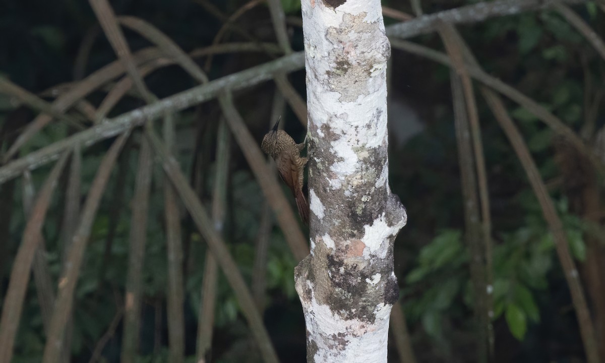 Guianan Woodcreeper - ML611333252