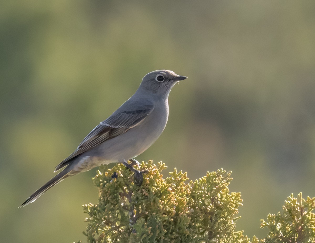 Townsend's Solitaire - ML611333374