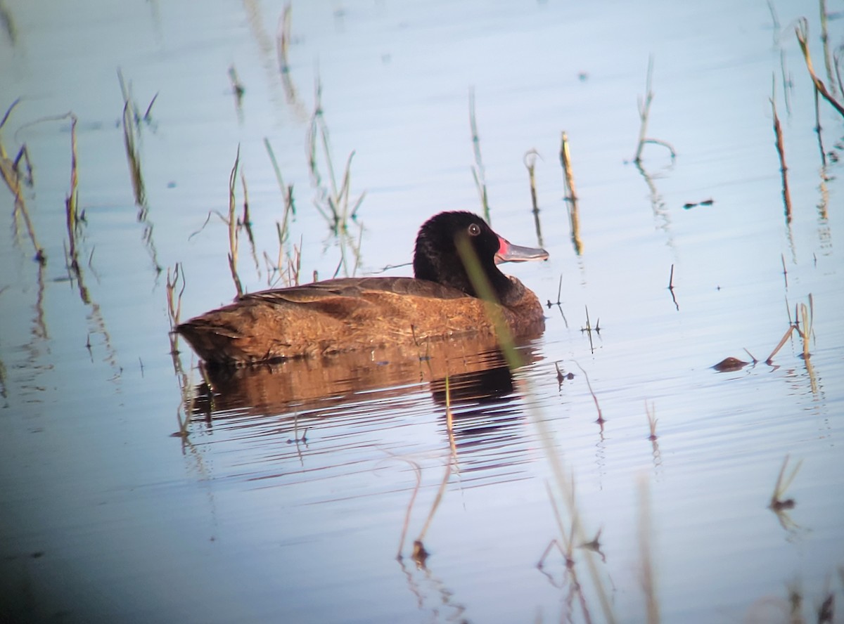 Black-headed Duck - ML611333382