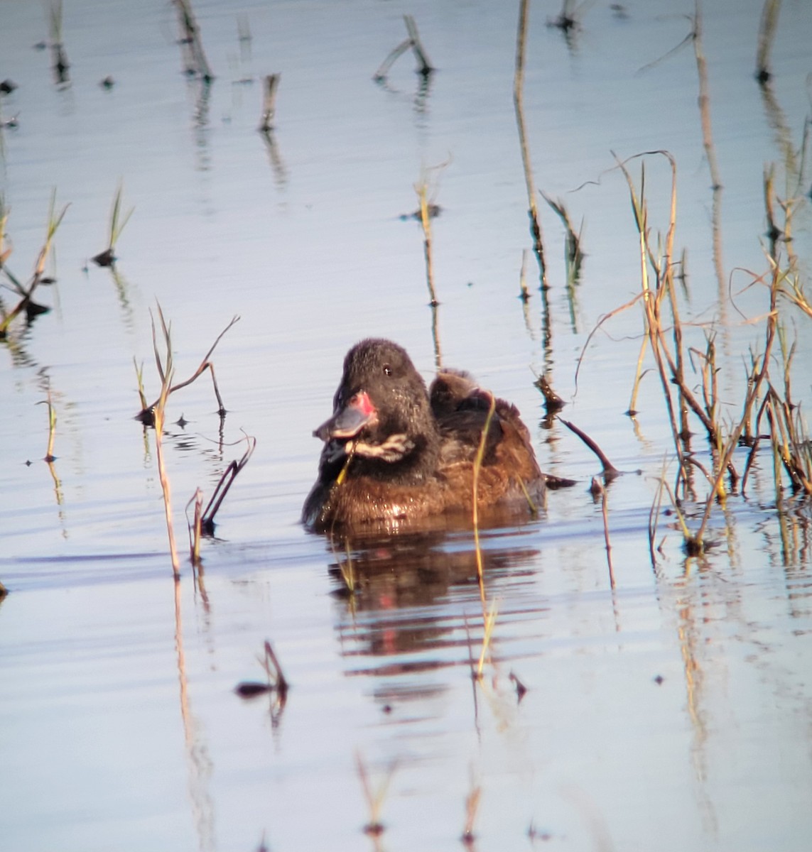 Black-headed Duck - ML611333383