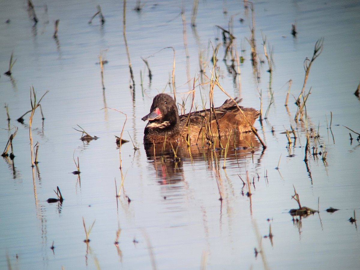 Black-headed Duck - Donald Pendleton