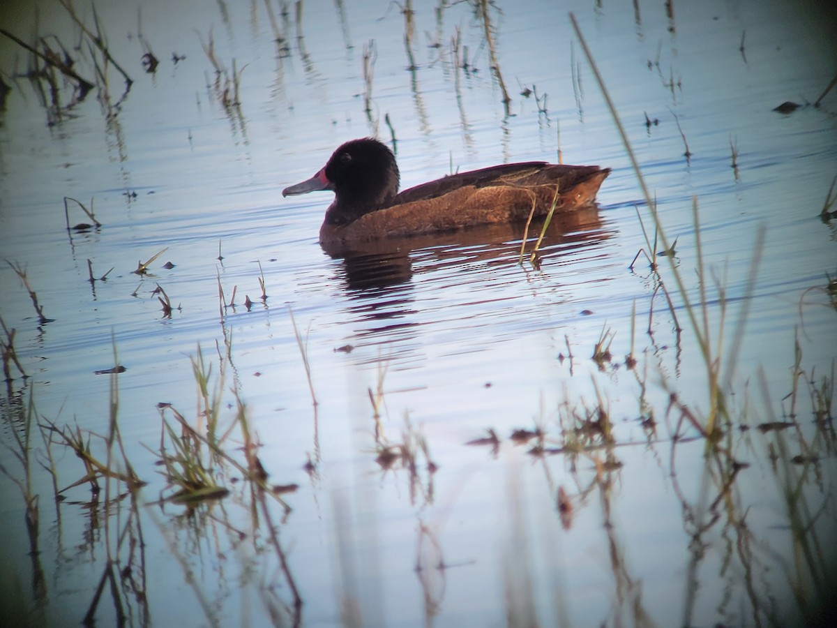 Black-headed Duck - ML611333386