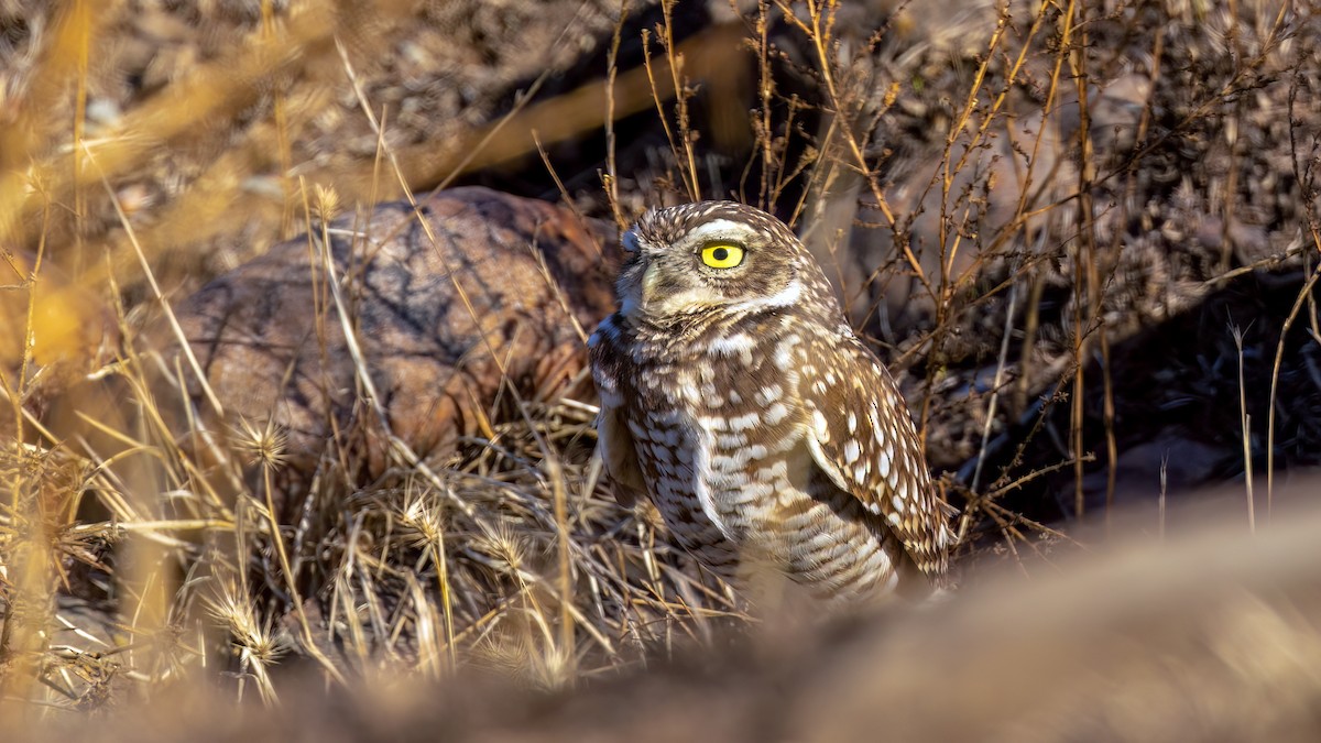 Burrowing Owl - Jim Gain