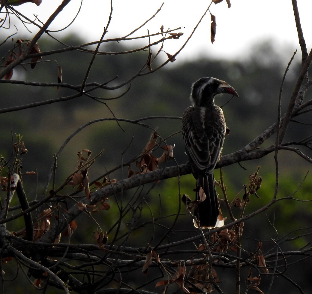 African Gray Hornbill - ML611333435